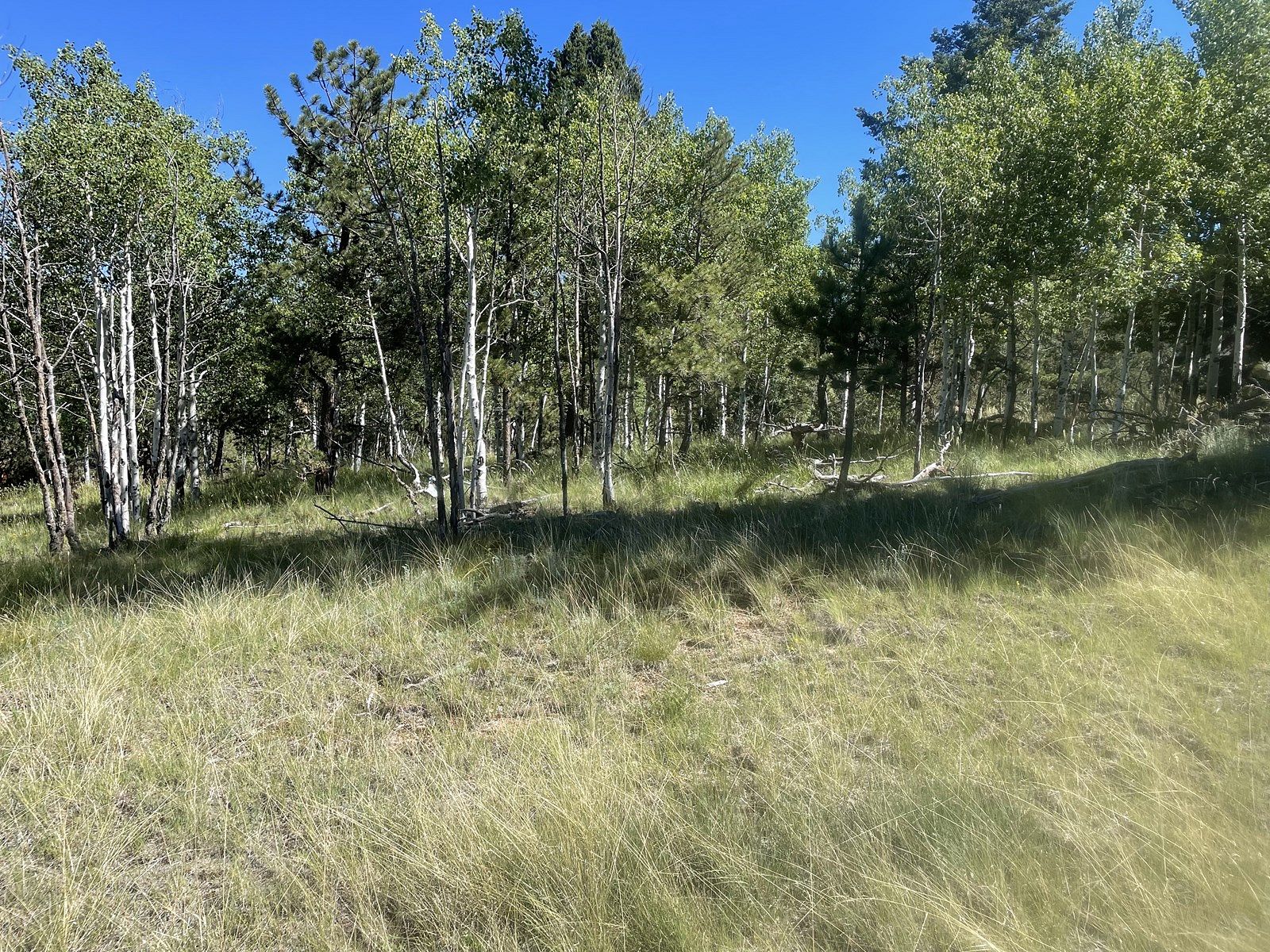 0.6 Acres of Residential Land for Sale in Florissant, Colorado