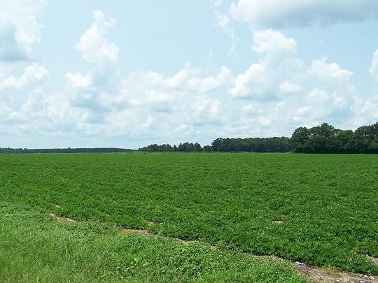220 Acres of Agricultural Land for Sale in Elloree, South Carolina