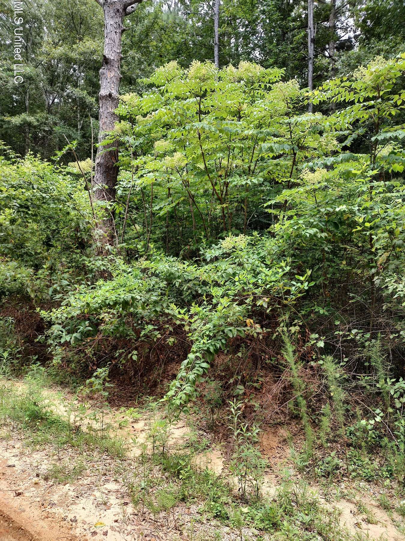 0.5 Acres of Land for Sale in Lumberton, Mississippi