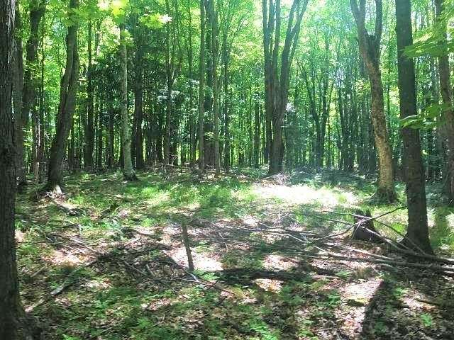5.3 Acres of Land for Sale in Watersmeet, Michigan