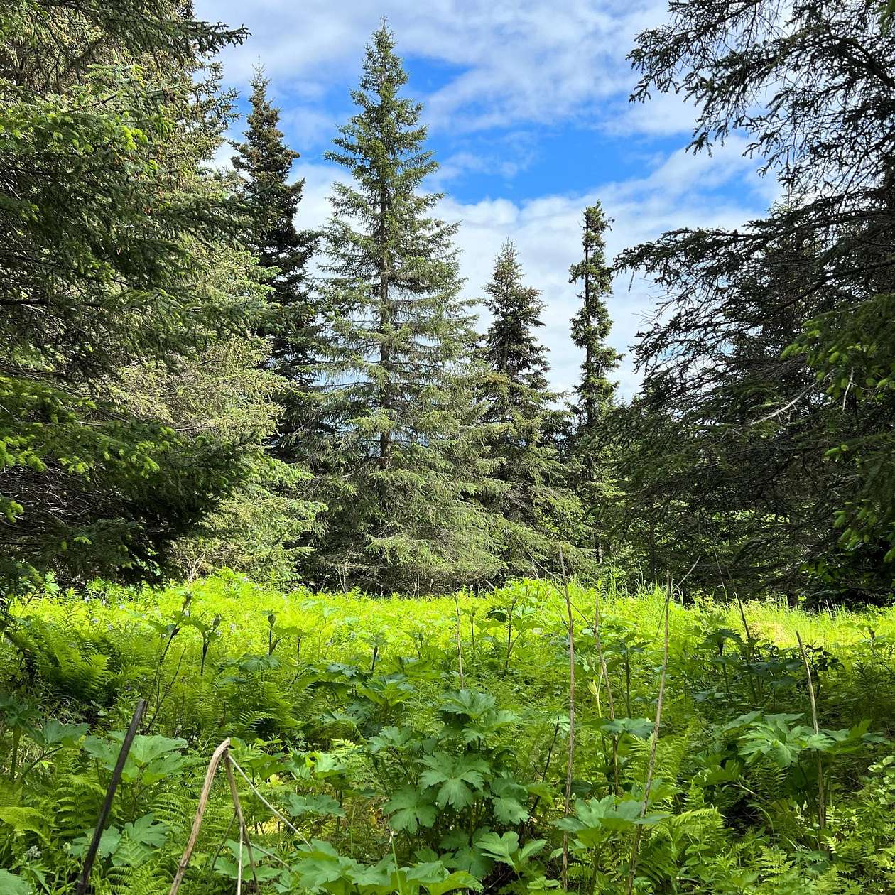 1.41 Acres of Residential Land for Sale in Ninilchik, Alaska