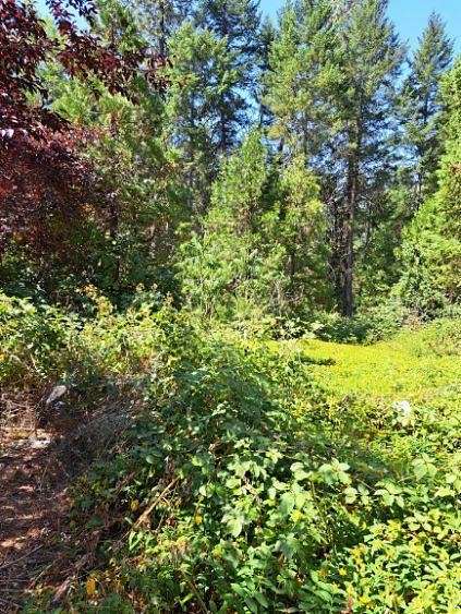 3.3 Acres of Residential Land for Sale in Selma, Oregon