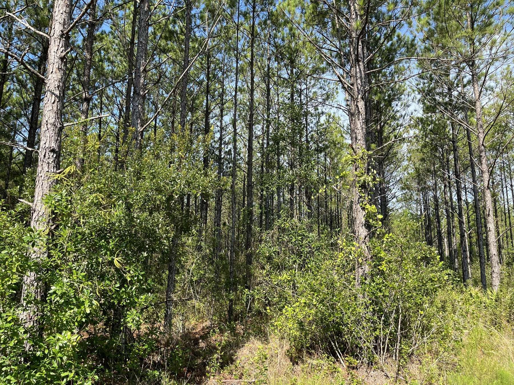 2.4 Acres of Recreational Land for Sale in Waycross, Georgia