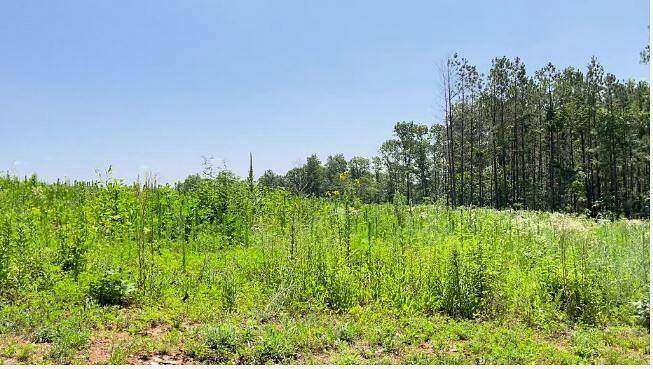 19.14 Acres of Recreational Land for Sale in Mountain View, Missouri