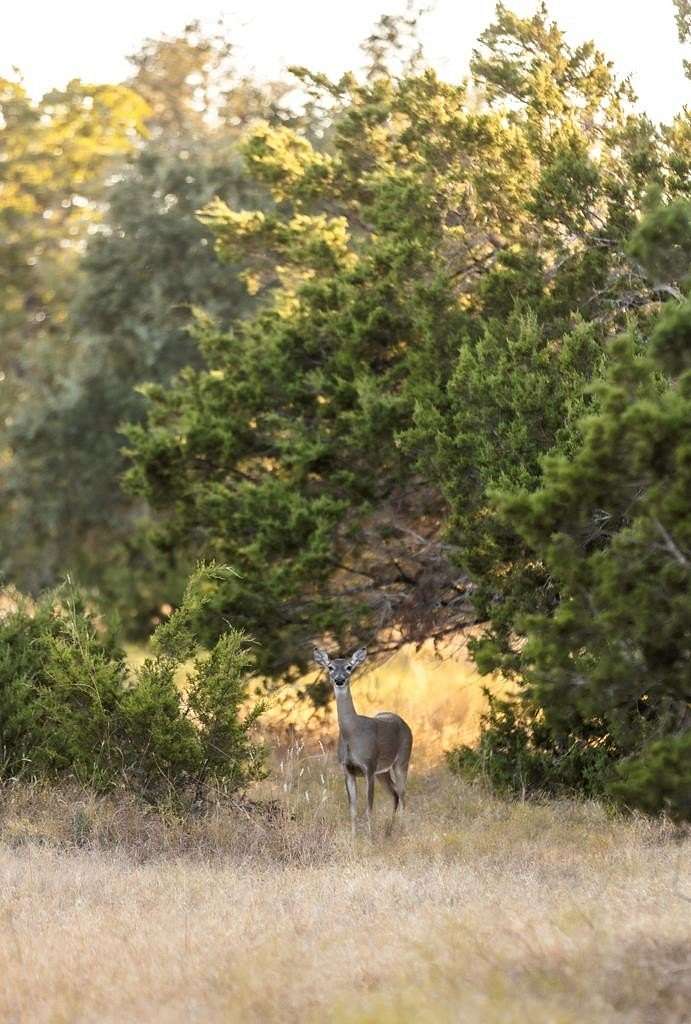 18.145 Acres of Land for Sale in Fredericksburg, Texas