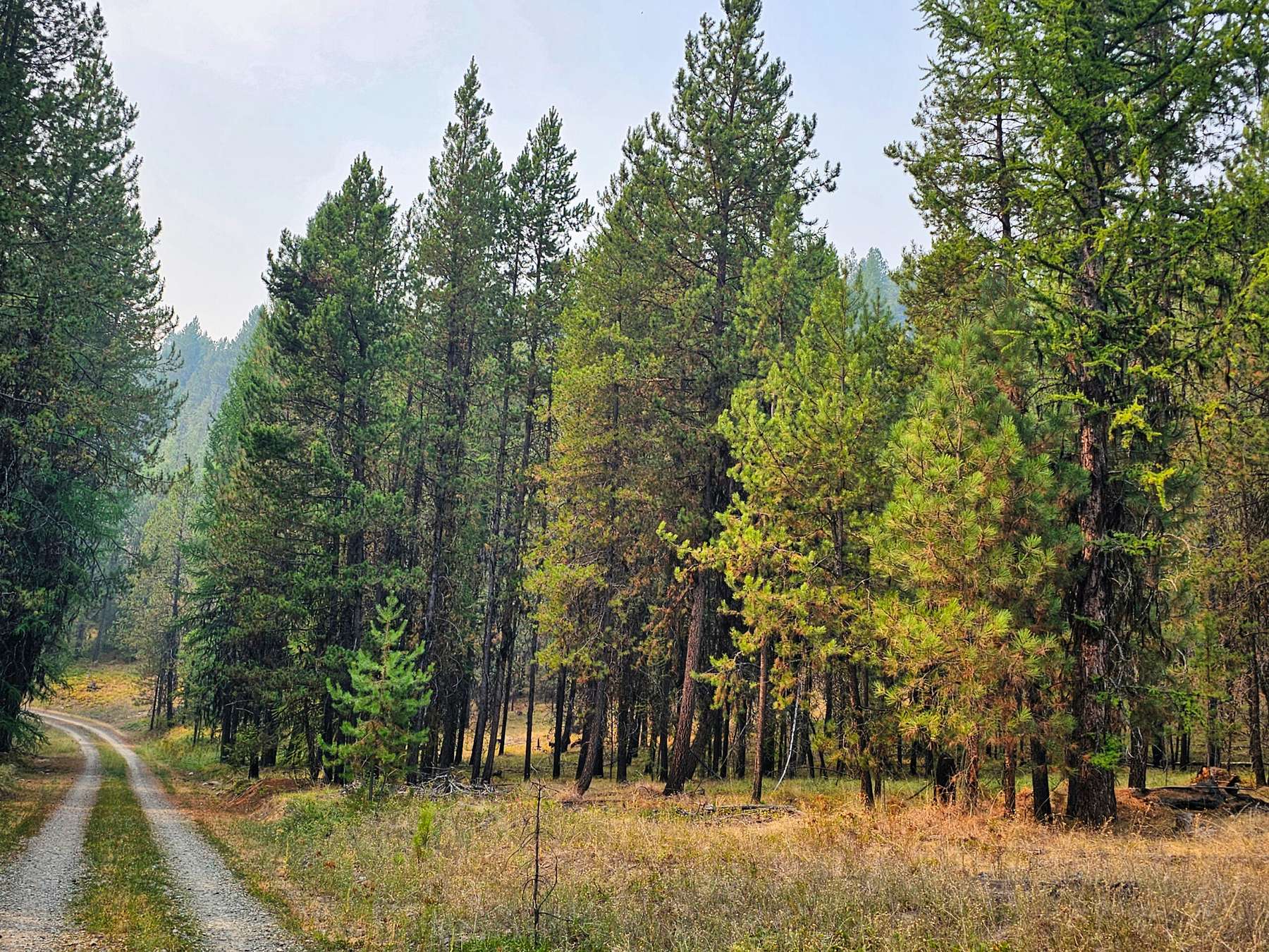 44 Acres of Land for Sale in Libby, Montana