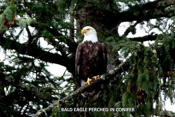 9.6 Acres of Land for Sale in Three Forks, Montana