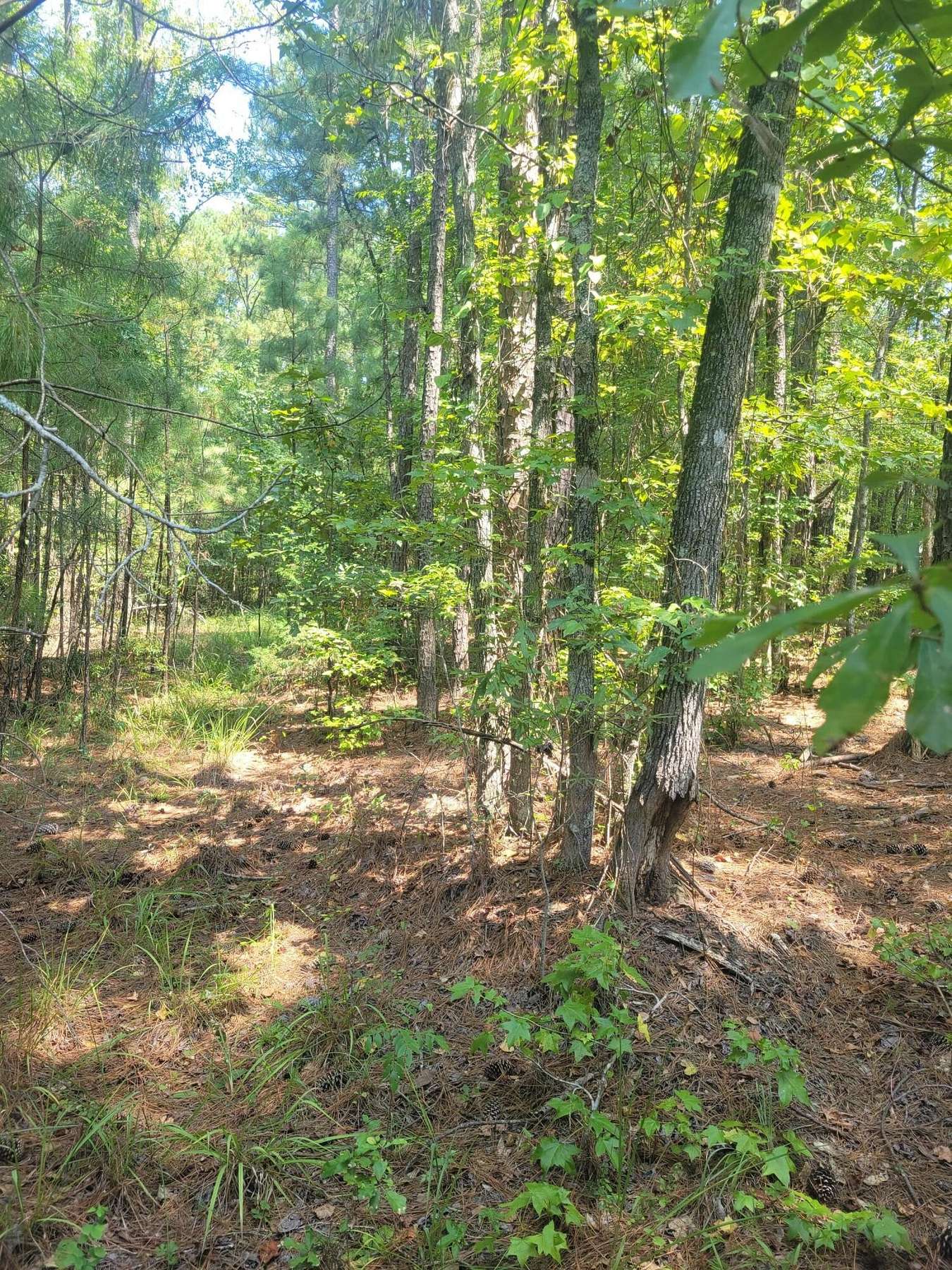 6.16 Acres of Residential Land for Sale in Appling, Georgia