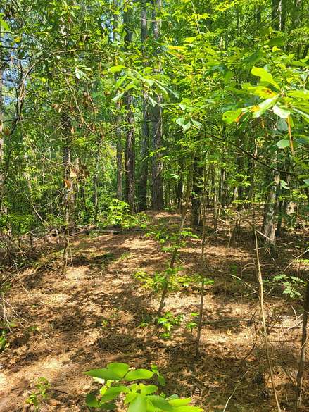 6.2 Acres of Residential Land for Sale in Appling, Georgia