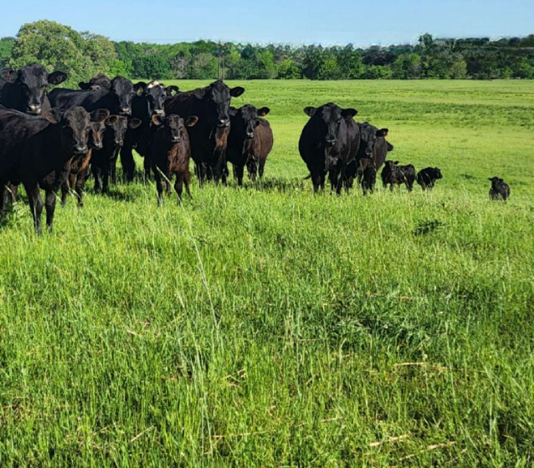 171 Acres of Land with Home for Sale in Canton, Texas LandSearch