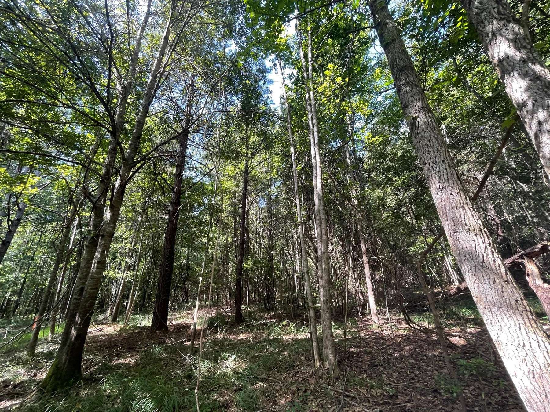 16 Acres of Recreational Land for Sale in Union Springs, Alabama