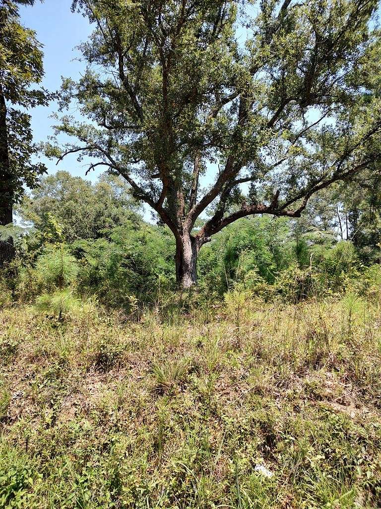 11.8 Acres of Land for Sale in Poplarville, Mississippi