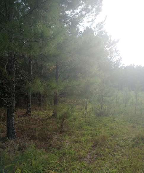 Residential Land for Sale in Bartow, Georgia