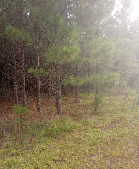Residential Land for Sale in Bartow, Georgia