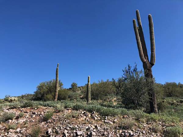 0.59 Acres of Residential Land for Sale in Gold Canyon, Arizona