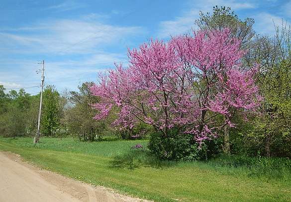 Perennial flowers and shrubs.