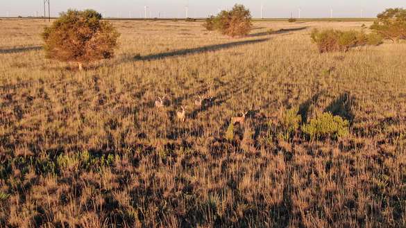 262 Acres of Recreational Land & Farm for Sale in Sudan, Texas