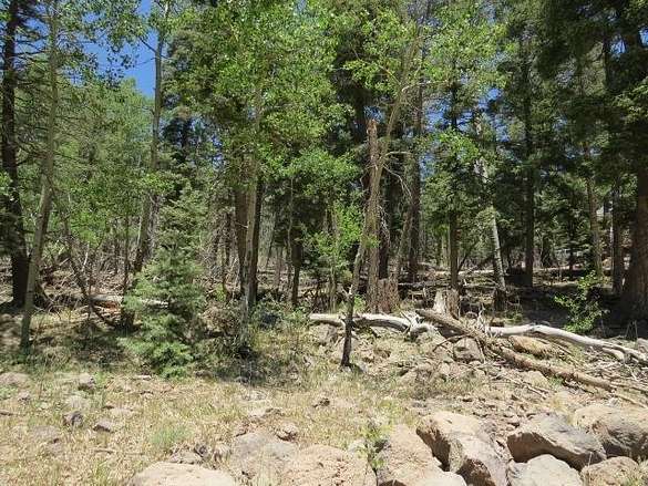 0.79 Acres of Residential Land for Sale in Angel Fire, New Mexico