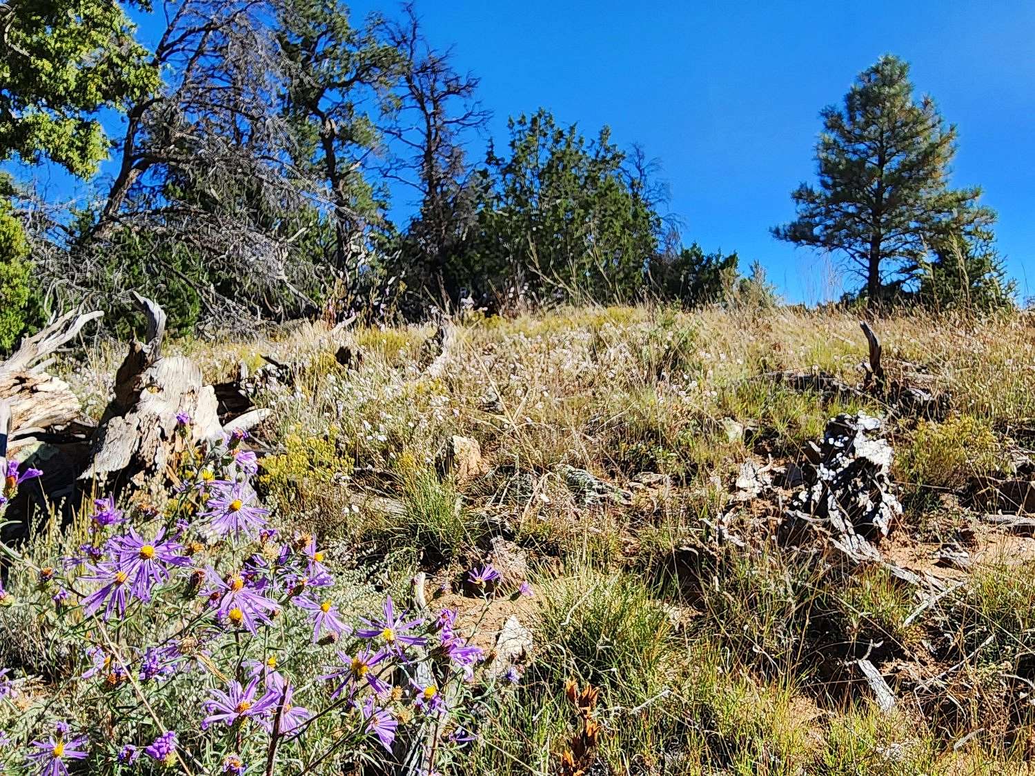 5 Acres of Land for Sale in Ramah, New Mexico