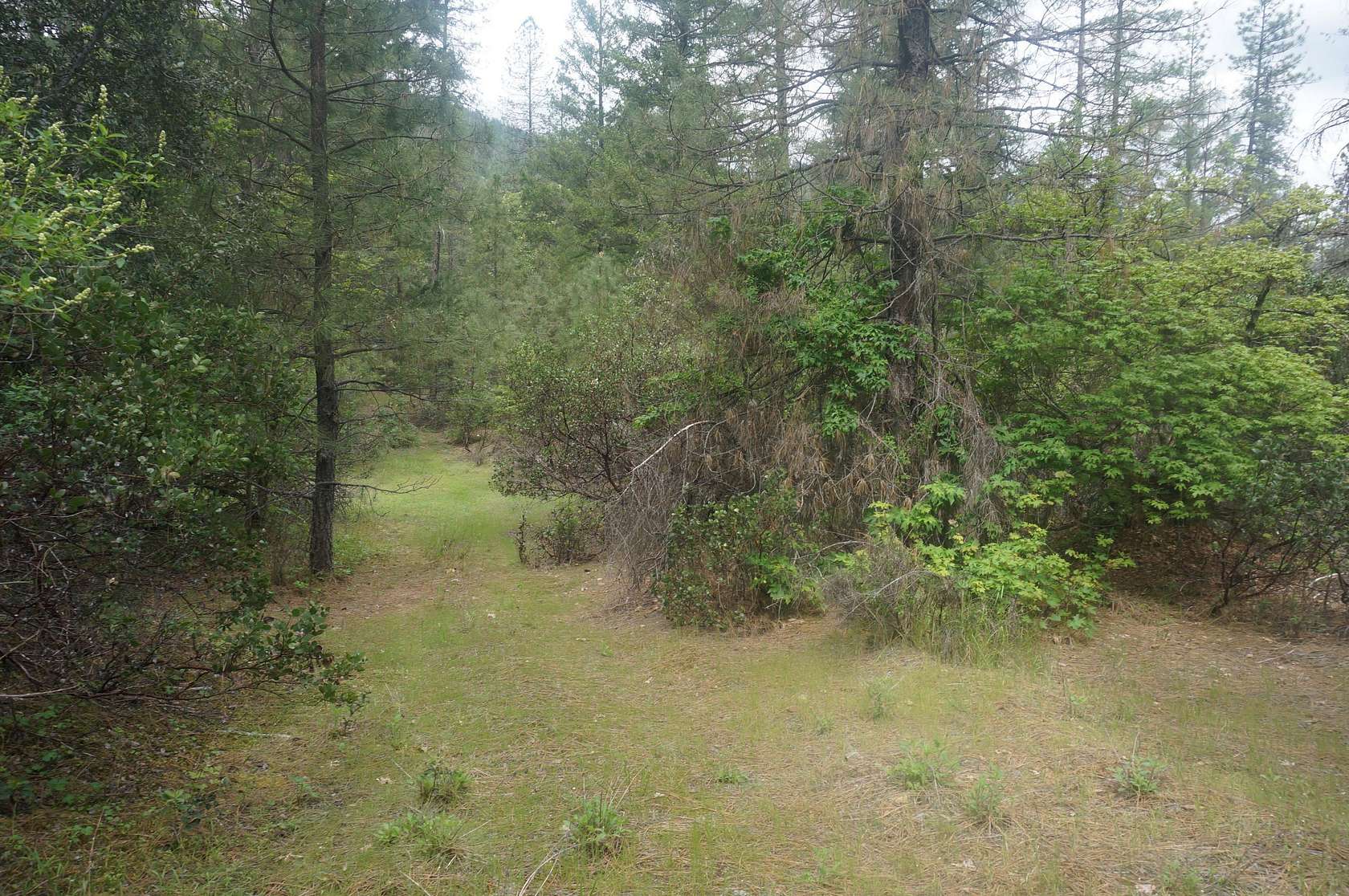 31 Acres of Land for Sale in Junction City, California