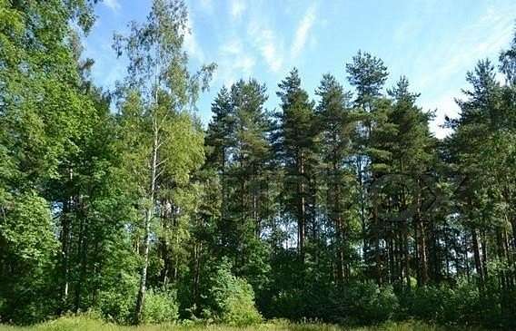 10.6 Acres of Land for Sale in Lumpkin, Georgia