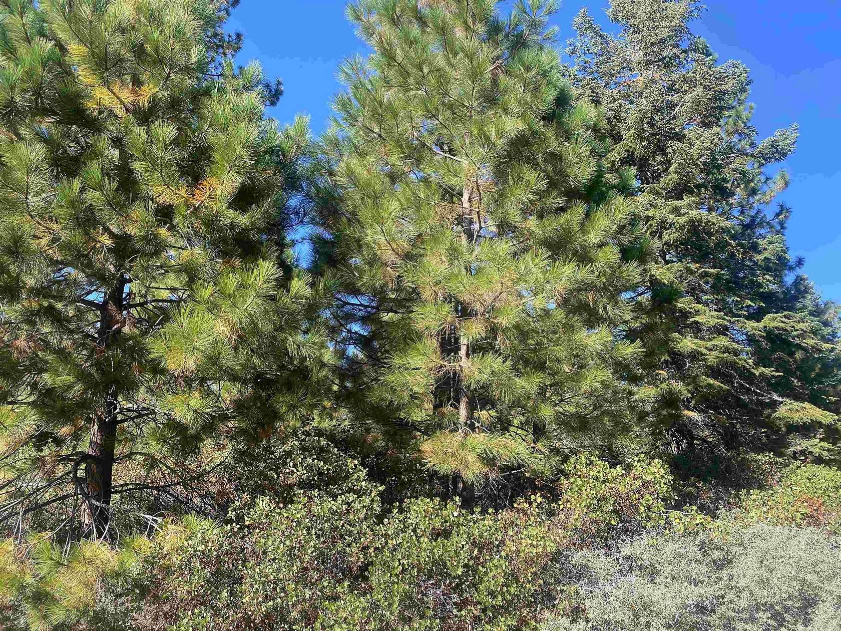 0.22 Acres of Land for Sale in Lake Almanor Peninsula, California