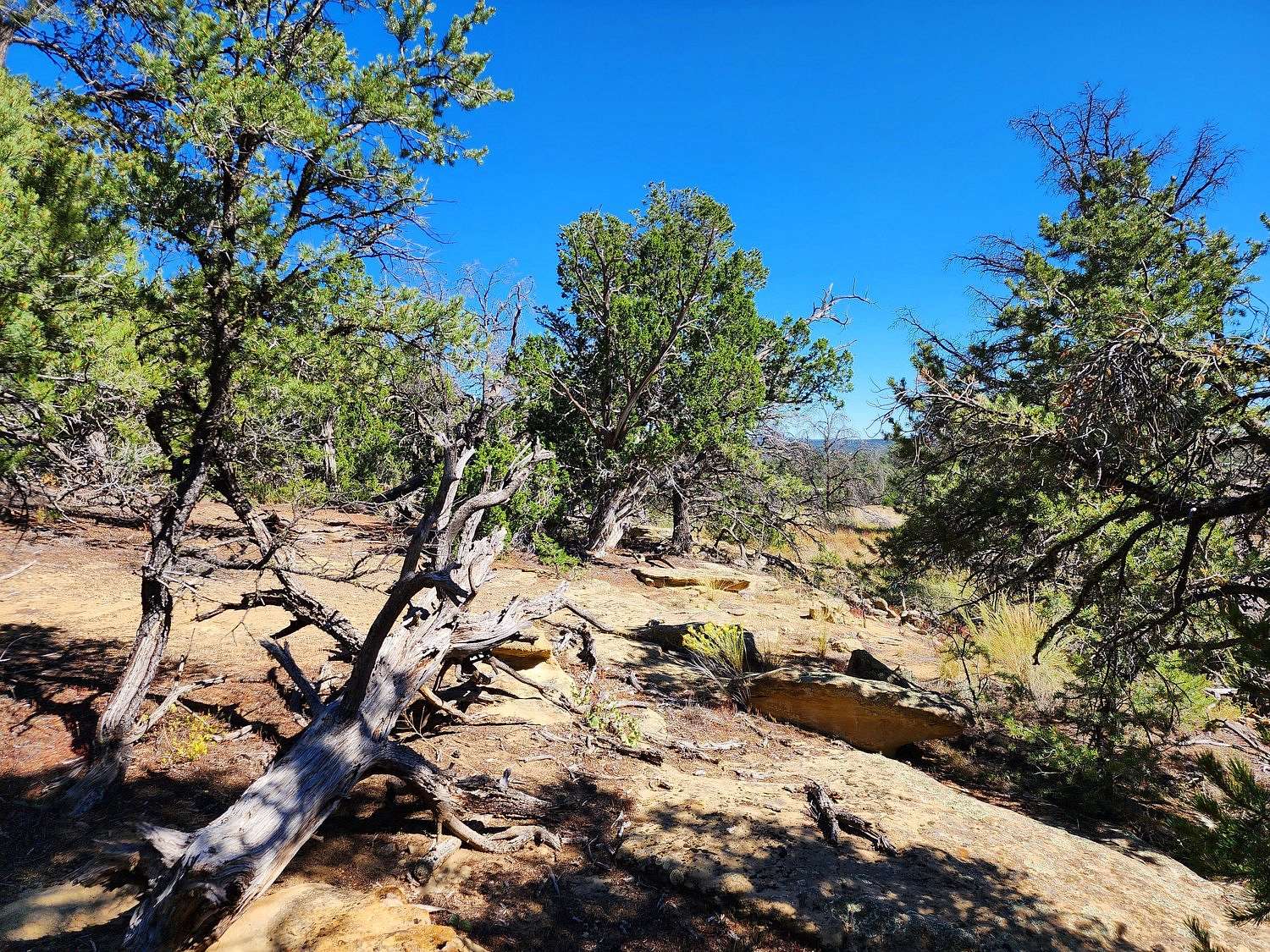 5 Acres of Land for Sale in Pinehill, New Mexico