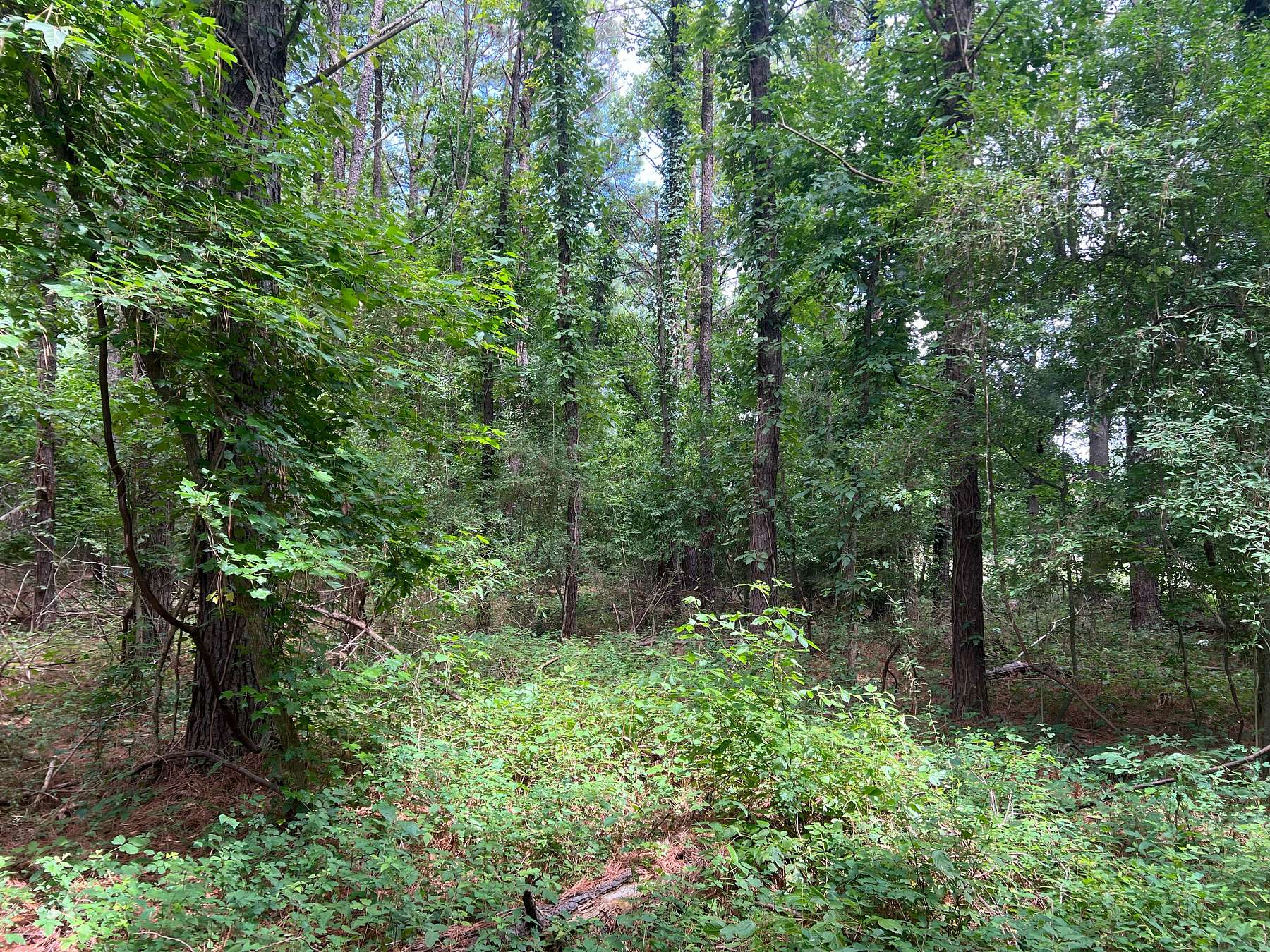 2.3 Acres of Recreational Land for Sale in Monterey, Louisiana