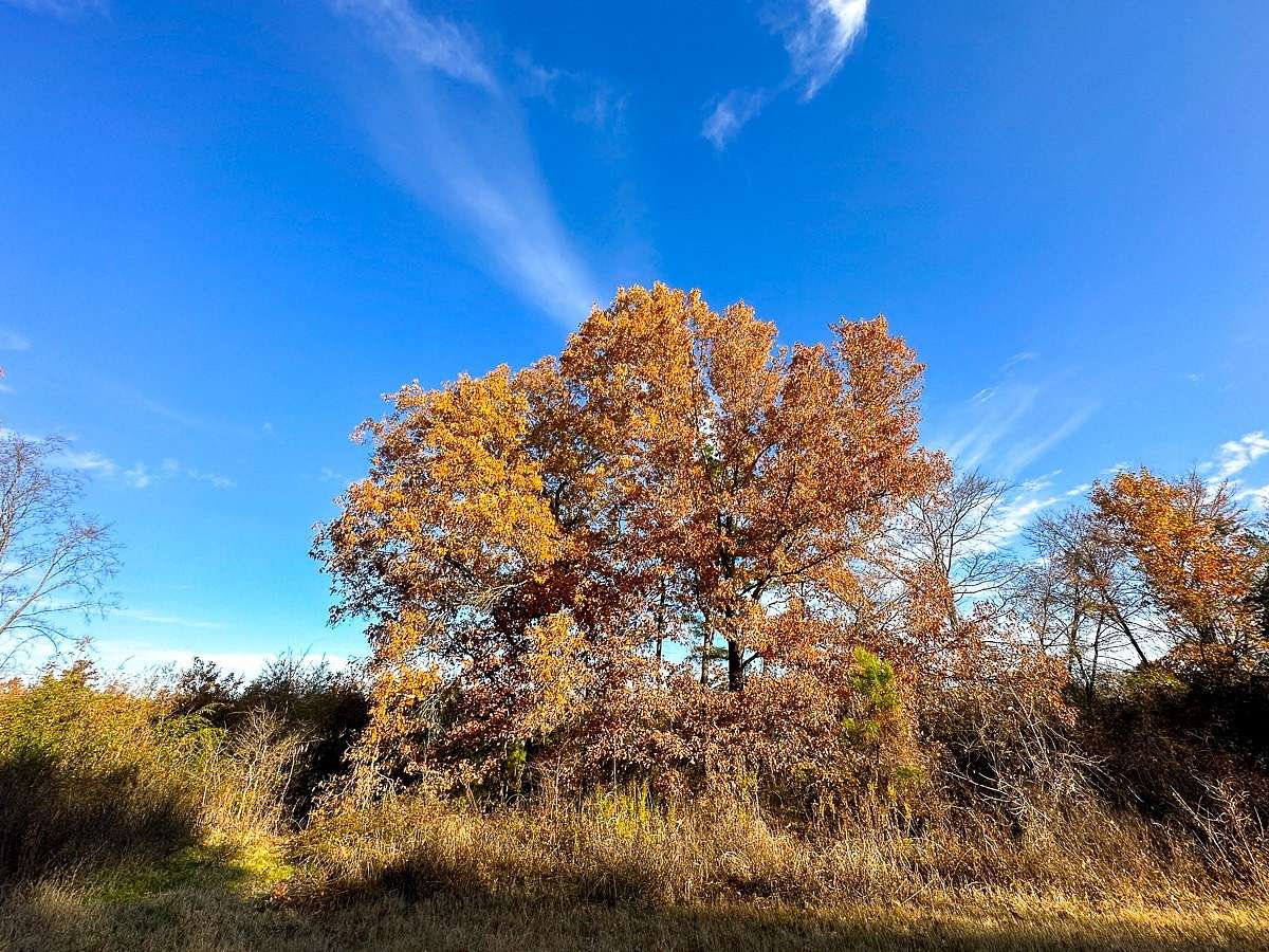 181 Acres of Recreational Land for Sale in De Kalb, Texas