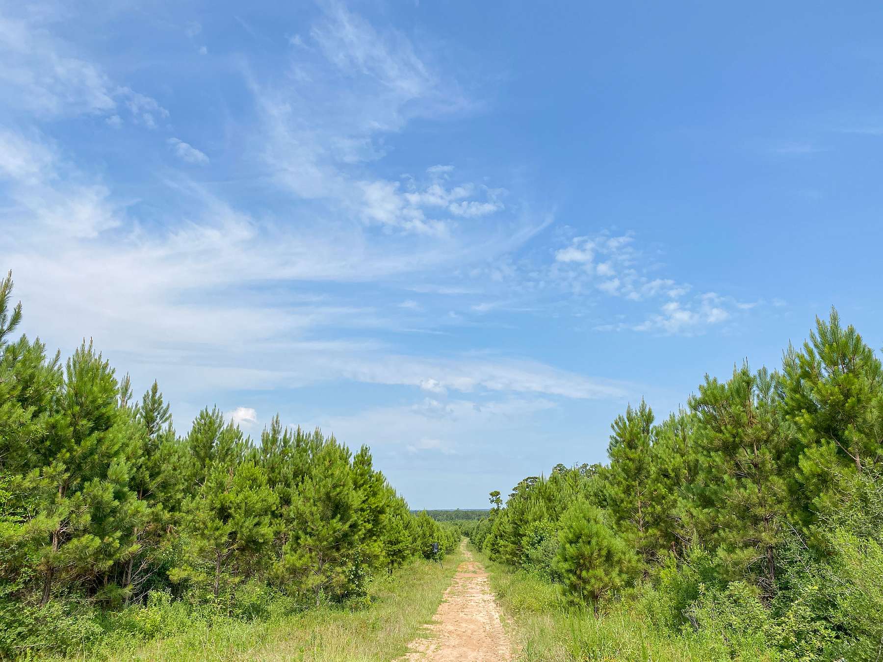 59 Acres of Recreational Land & Farm for Sale in Leggett, Texas