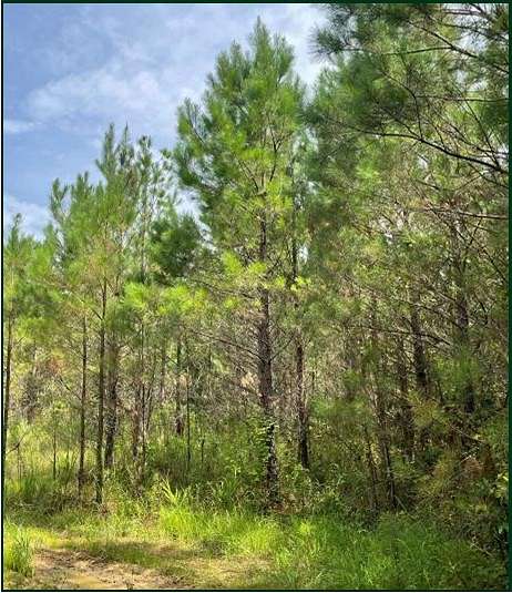 86.1 Acres of Recreational Land for Sale in West, Mississippi