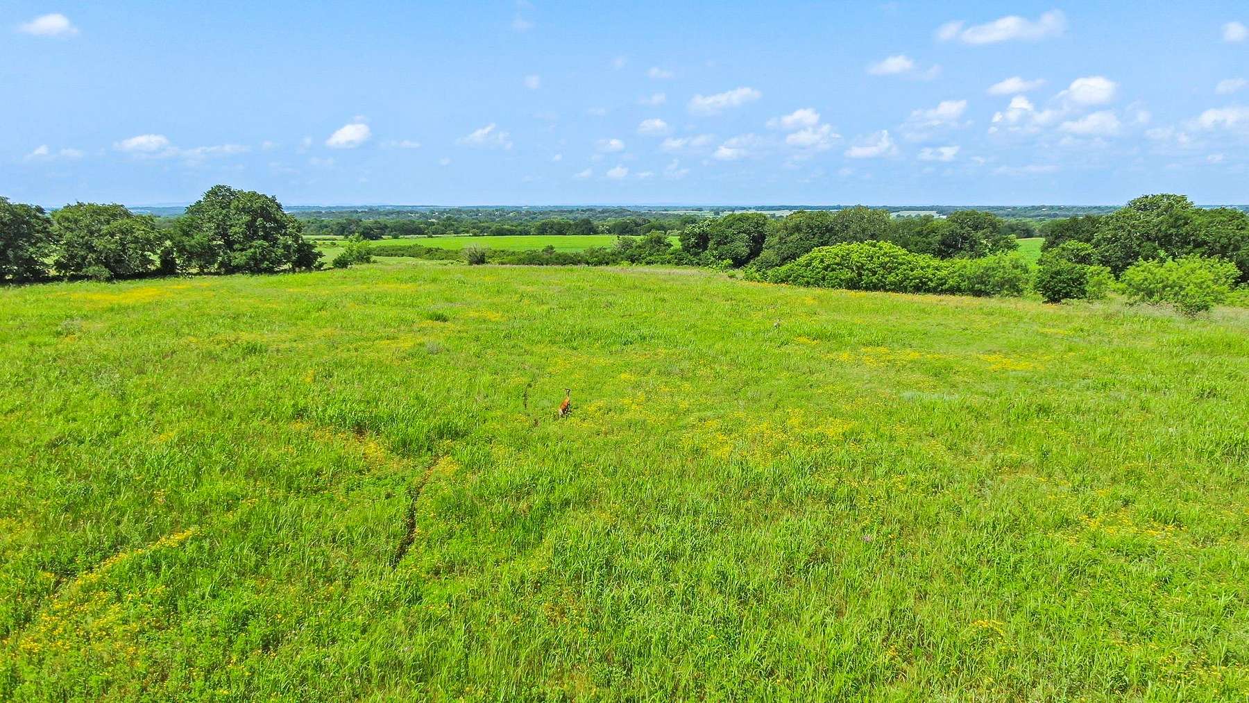 47 Acres of Recreational Land for Sale in De Leon, Texas