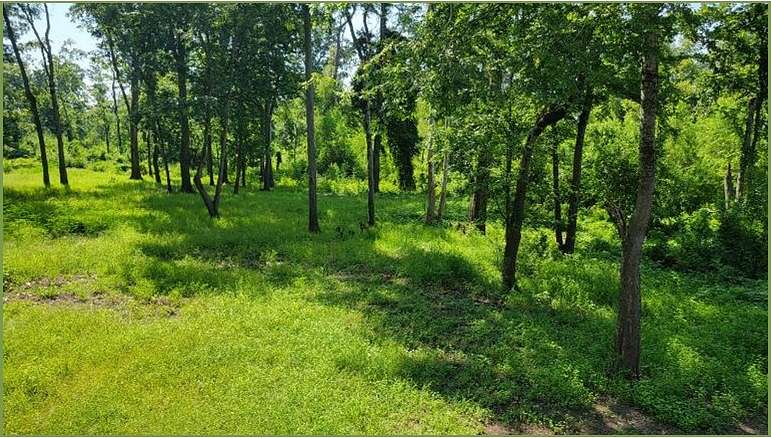 5 Acres of Recreational Land for Sale in Vidalia, Louisiana