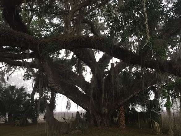 32 foot circumference Southern Live Oak that commands front of property.