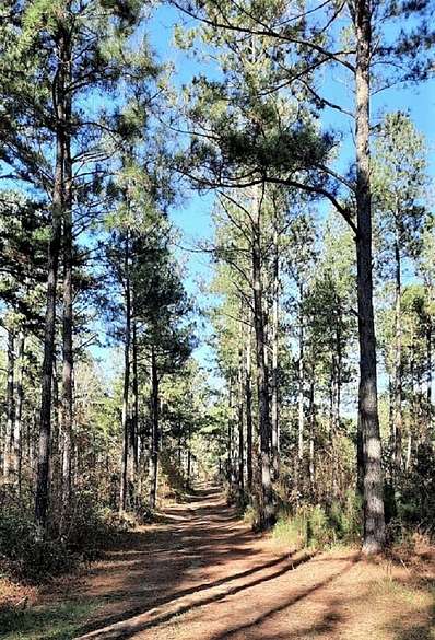 Showing some of the Timberland Pines on this Property