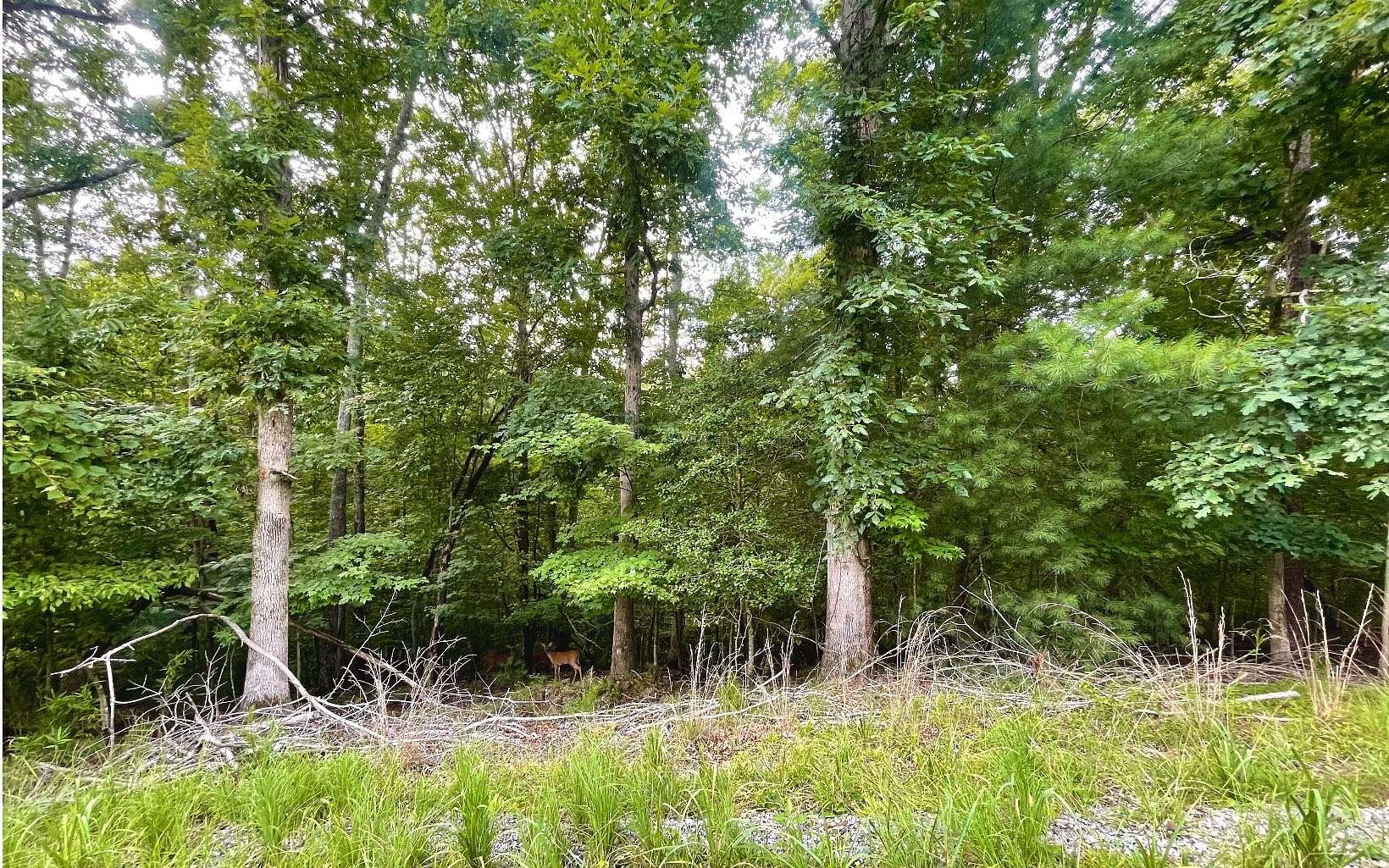 0.4 Acres of Residential Land for Sale in Ellijay, Georgia