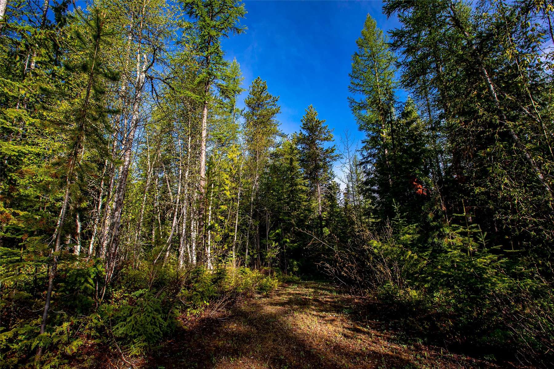 20 Acres of Land for Sale in Whitefish, Montana