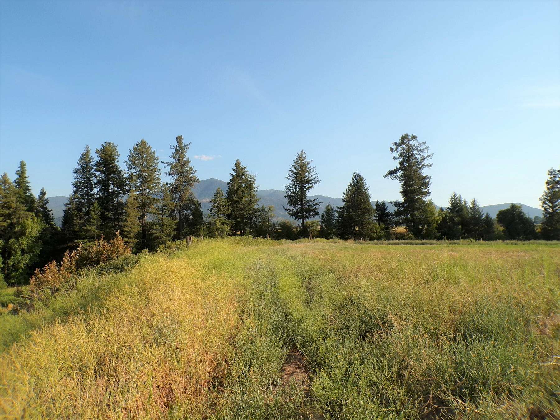 8 Acres of Residential Land for Sale in Kettle Falls, Washington