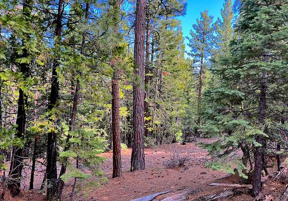 California Pines, CA Land for Sale - 70 Properties - LandSearch