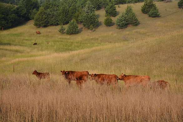 169 Acres of Recreational Land & Farm for Sale in Volin, South Dakota