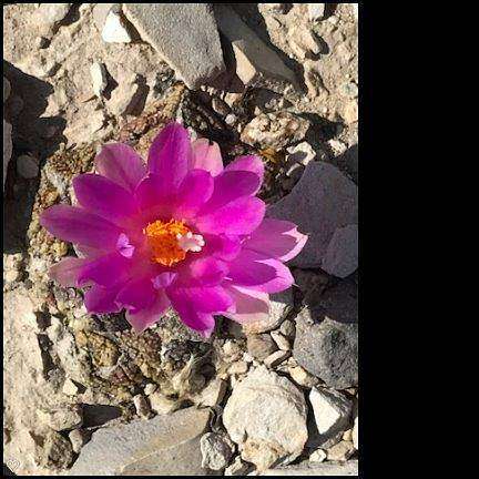 Star Cacti, Blooms in October
