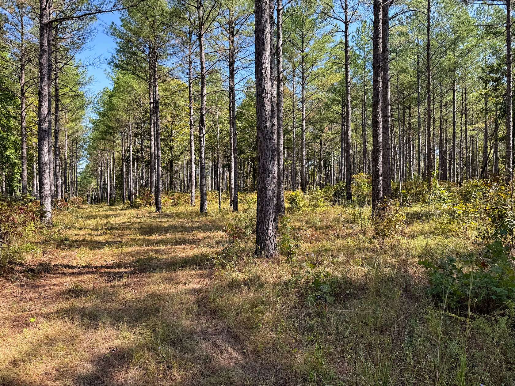 176 Acres of Recreational Land & Farm for Sale in Mantee, Mississippi