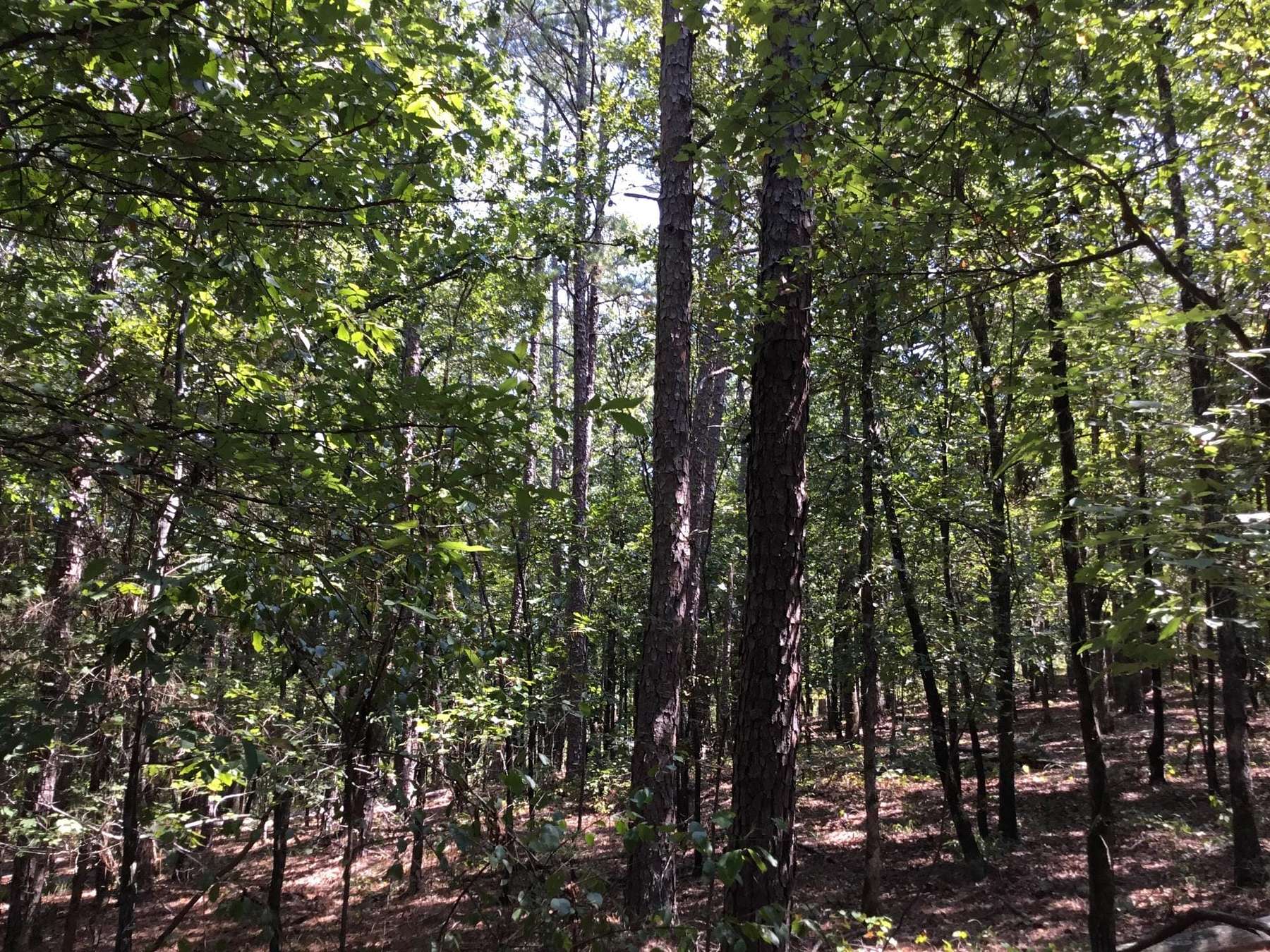 20 Acres of Recreational Land for Sale in Roland, Arkansas