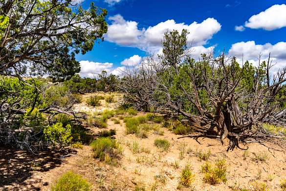 38.3 Acres of Recreational Land for Sale in St. Johns, Arizona