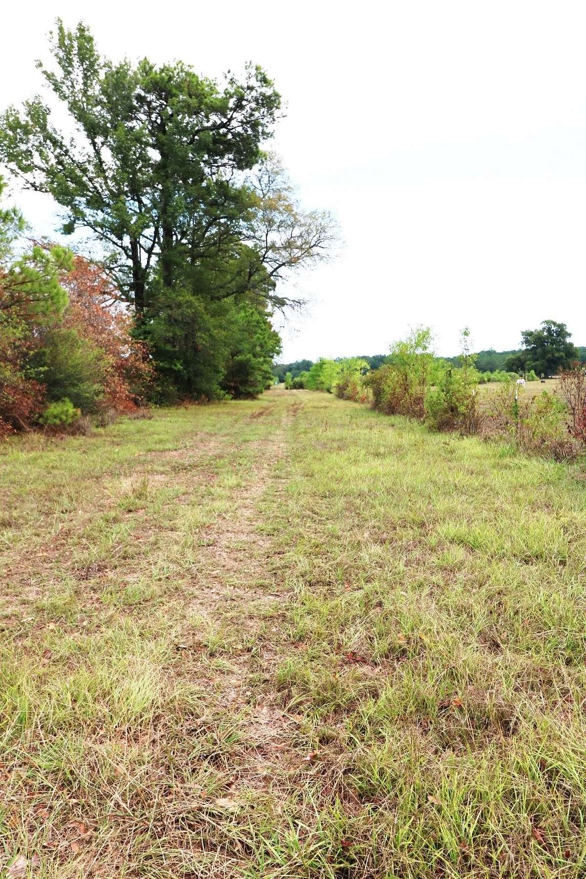 76.1 Acres of Agricultural Land for Sale in Kirbyville, Texas