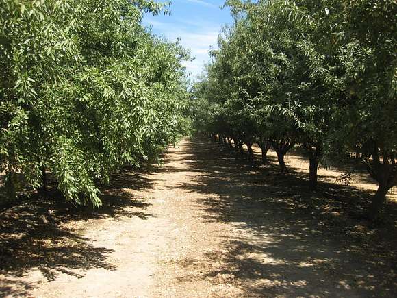 72.2 Acres of Agricultural Land for Sale in Madera, California