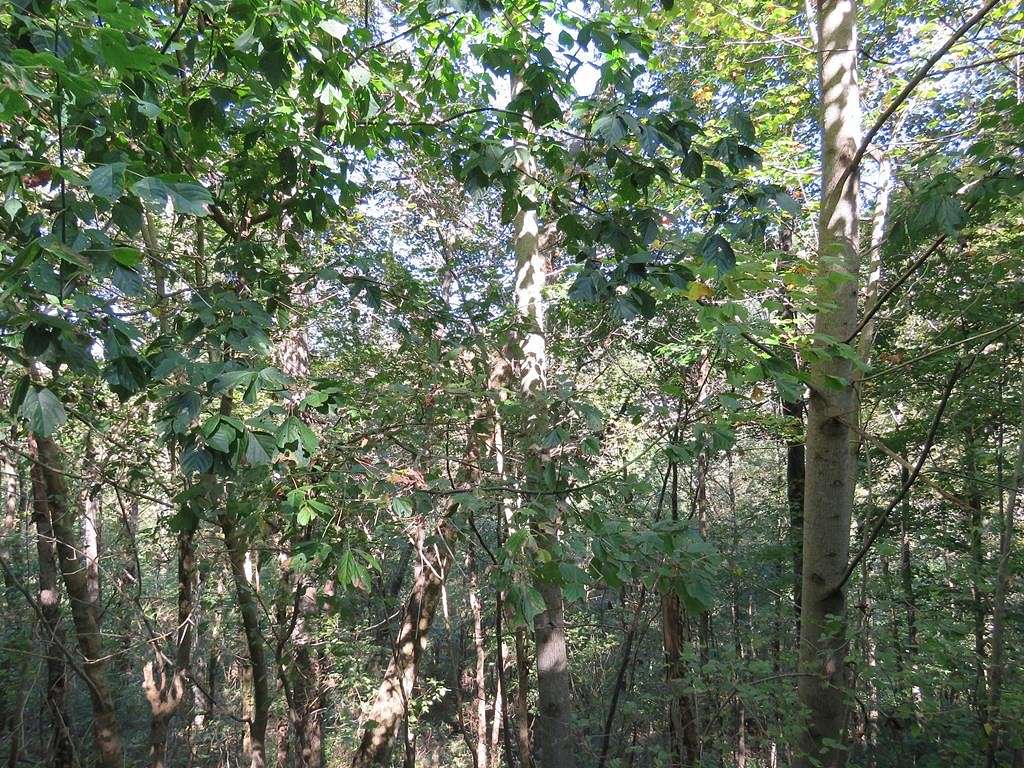 0.46 Acres of Residential Land for Sale in Smithville, Tennessee