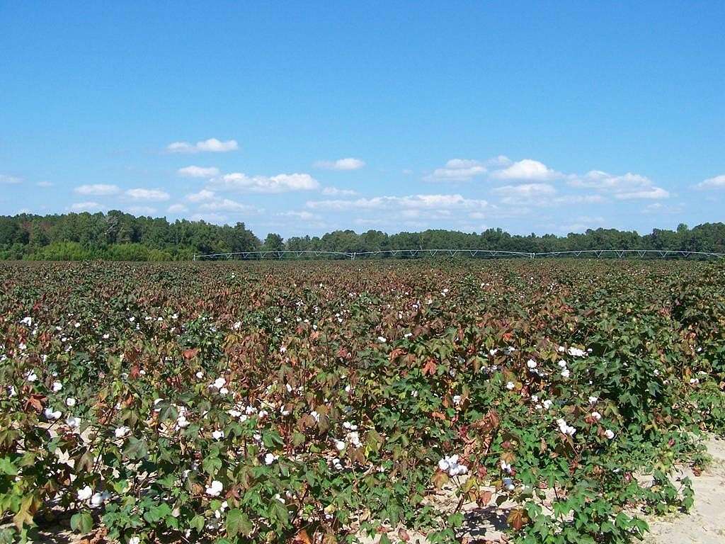 89.4 Acres of Land for Sale in Santee, South Carolina