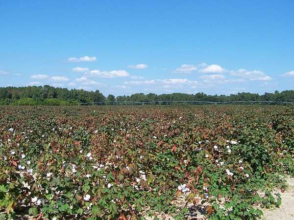 89.4 Acres of Land for Sale in Santee, South Carolina