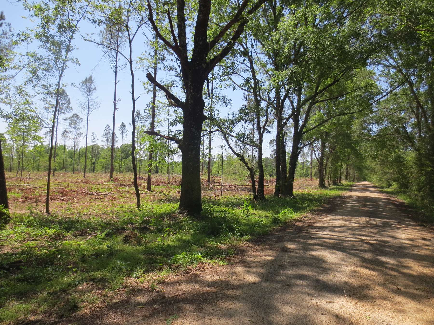 11 Acres of Recreational Land for Sale in Sandy Hook, Mississippi
